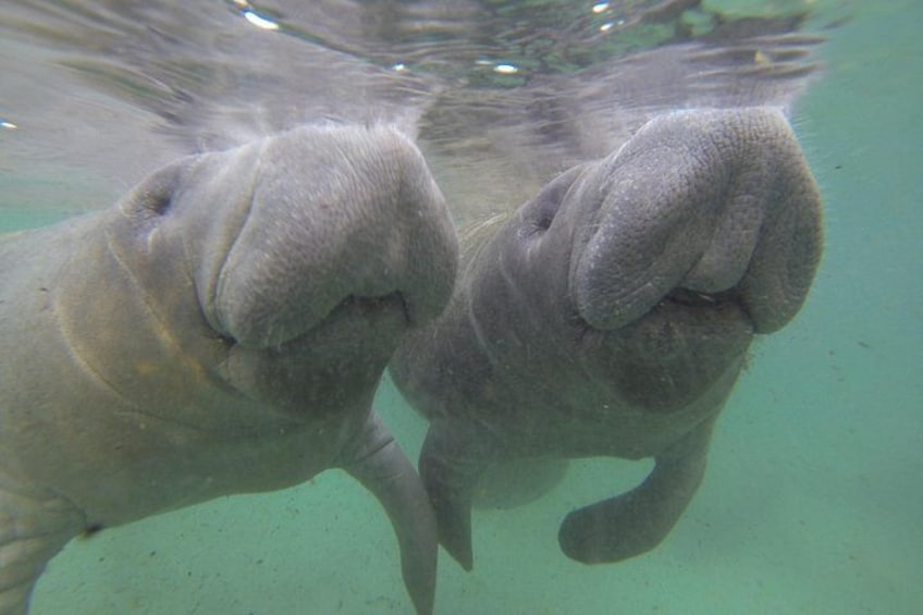 Two manatees underwater, swimming close together. 4