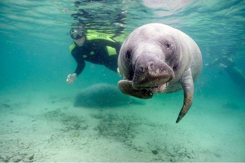 A diver swimming with a manatee in clear water. 3