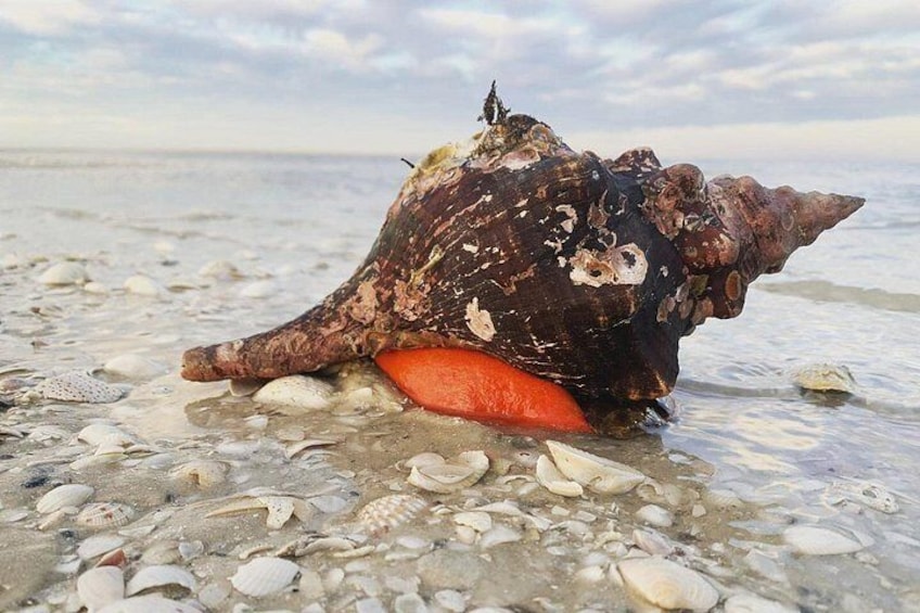 A large conch shell on a pebbly beach with the ocean in the background. 2