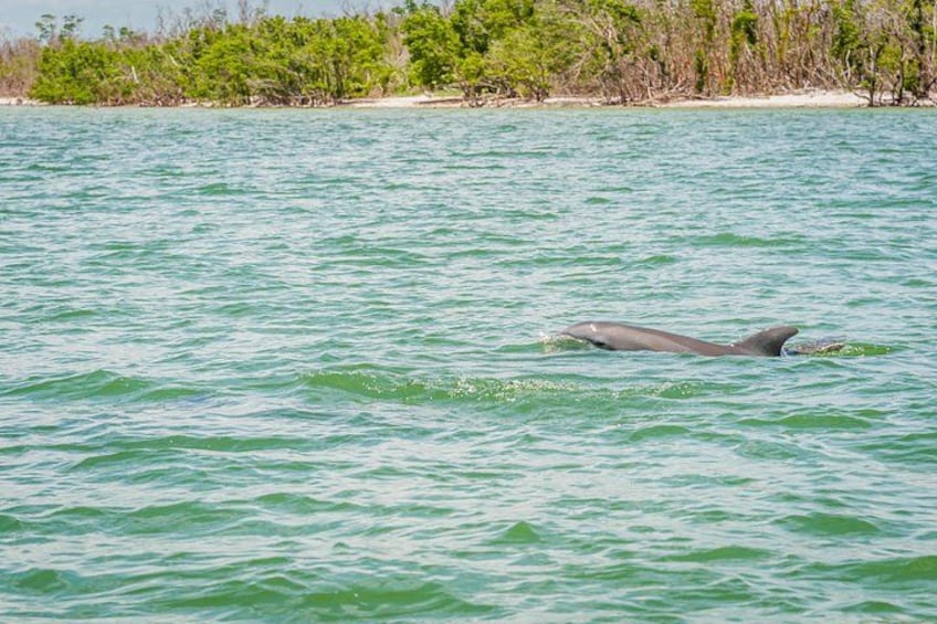 En delfin simmar i klart, turkosfärgat vatten med en sandstrand och tät, grön vegetation i bakgrunden. 4