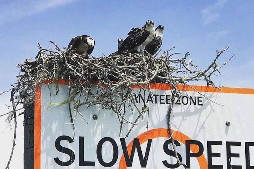 Un cartello con la scritta 'SLOW SPEED' e 'NATDEE ZONE', sormontato da due uccelli. 5