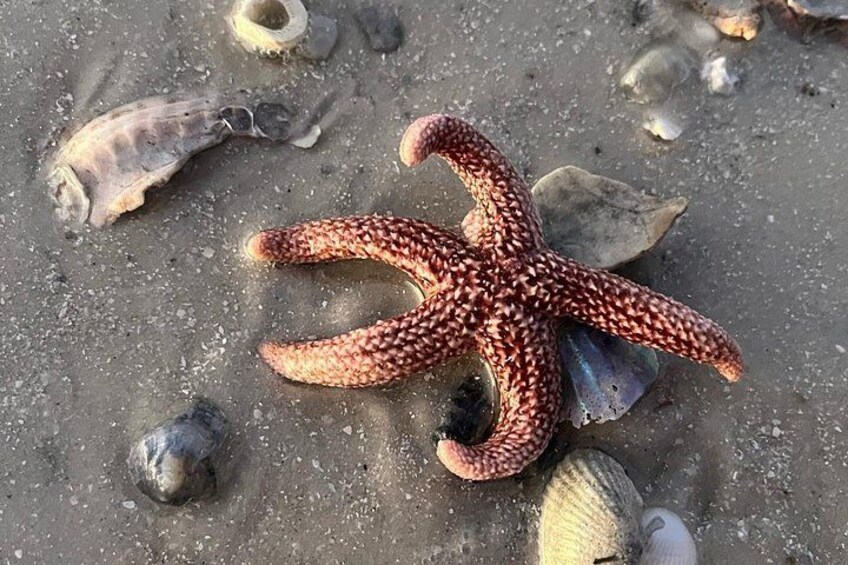En sjöstjärna på en sandstrand, omgiven av utspridda snäckskal. 2