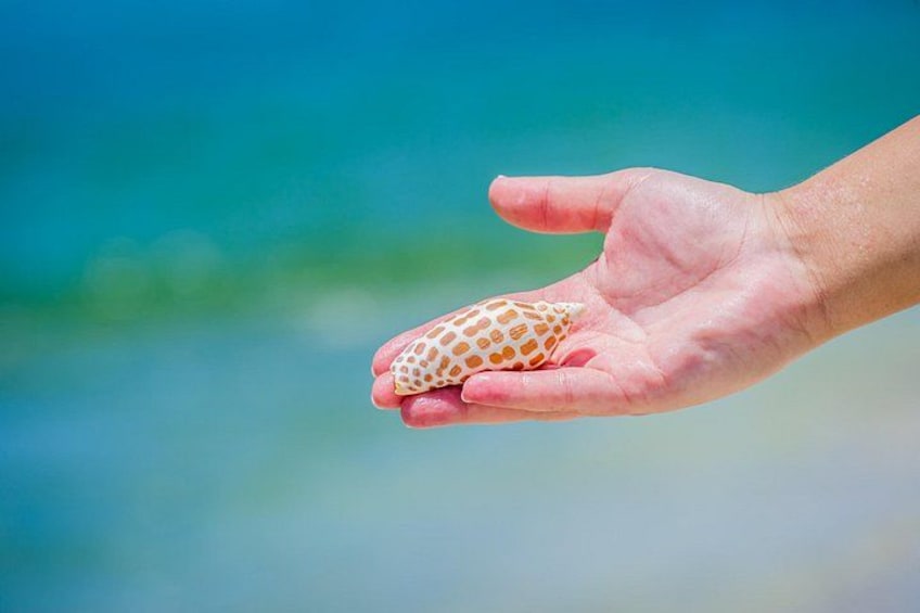 Famous Junonia 2