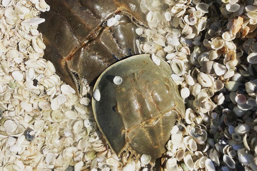 Una tortuga en la playa con conchas. 2