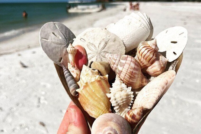 A collection of seashells in a wooden container on a sandy beach with a boat in the background. 4