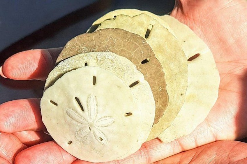 Una mano che tiene diversi oggetti piatti e rotondi, fori inclusi, probabilmente semi o cereali. 4