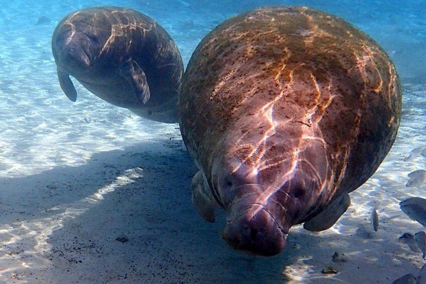 Manatees love Crystal River! 2