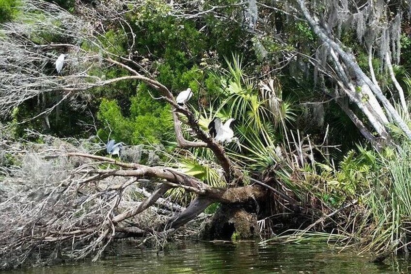 Plantation's Kings Bay Scenic Cruise 4