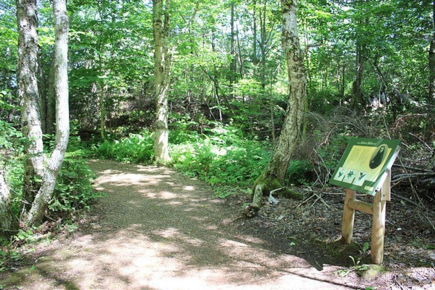 Trail at Green Gables (summer) 4