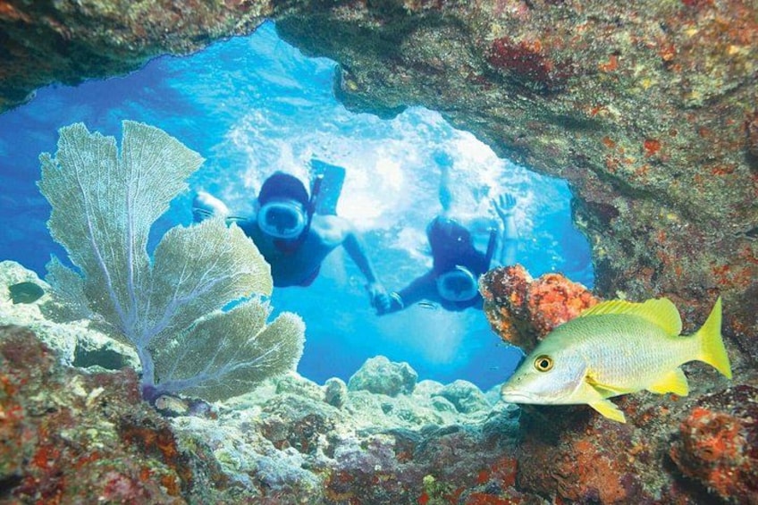 Snorkeling the reef 5