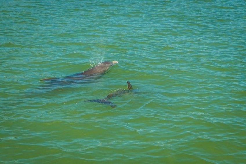 Twee dolfijnen zwemmen in turquoise water. 3