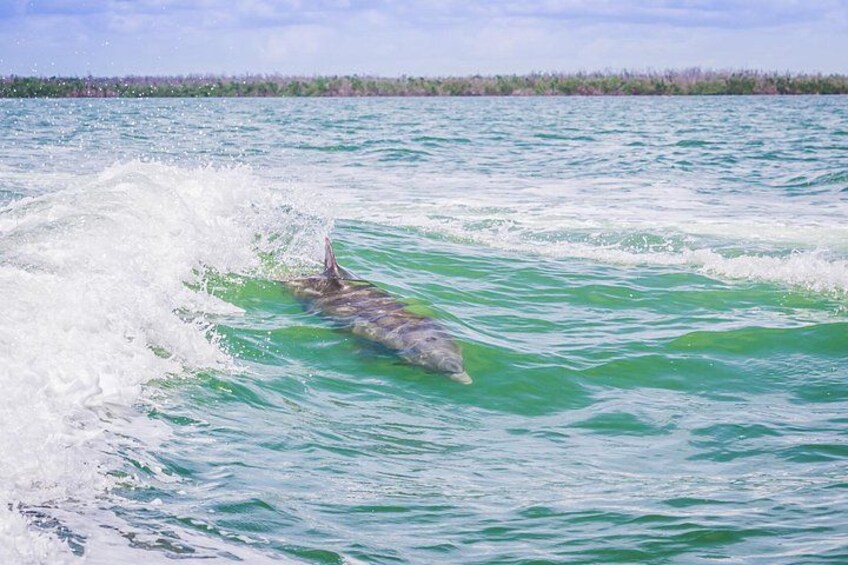 A dolphin swimming in turquoise water with a boat creating waves. 4