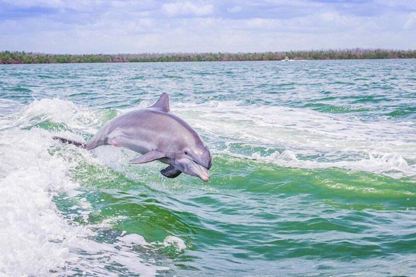 A dolphin leaping out of the water. 1