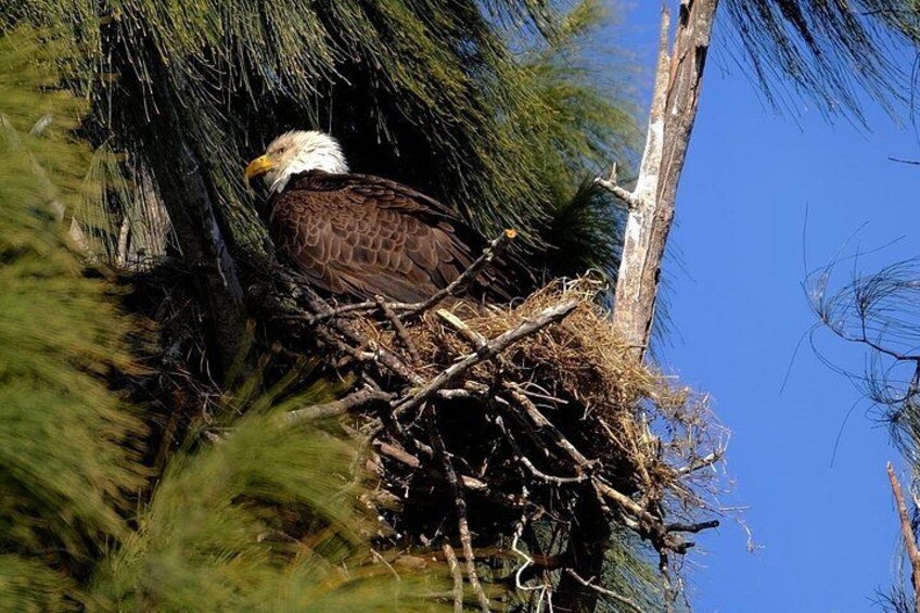 A bald eagle perched on a nest in a pine tree. 3