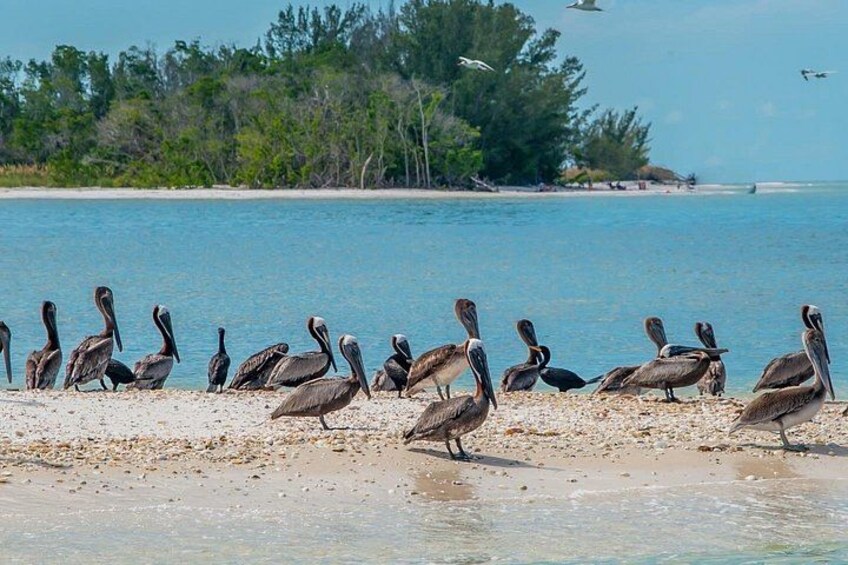 Pelicans on a sandy beach near a calm body of water with trees in the background. 2