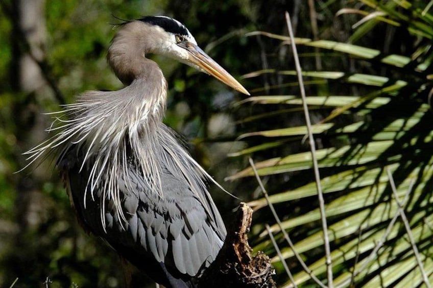 Een reiger met een lange snavel tussen palmbomen. 2