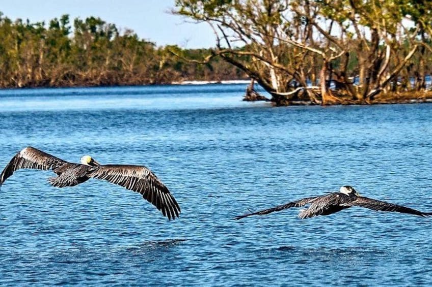 Two birds flying over a body of water with trees in the background. 5