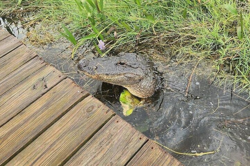 A crocodile partially submerged in water on a wooden boardwalk. 3