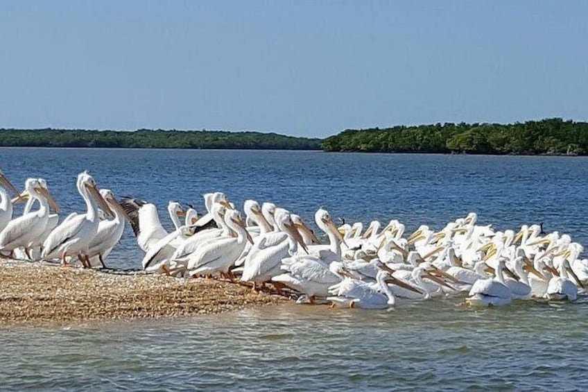 A large group of pelicans on a pebbly shore by a calm body of water. 2