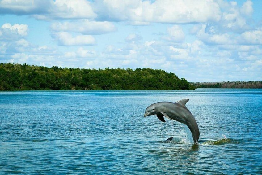 A dolphin leaping out of the water in a clear blue lake with a forested island in the background. 4