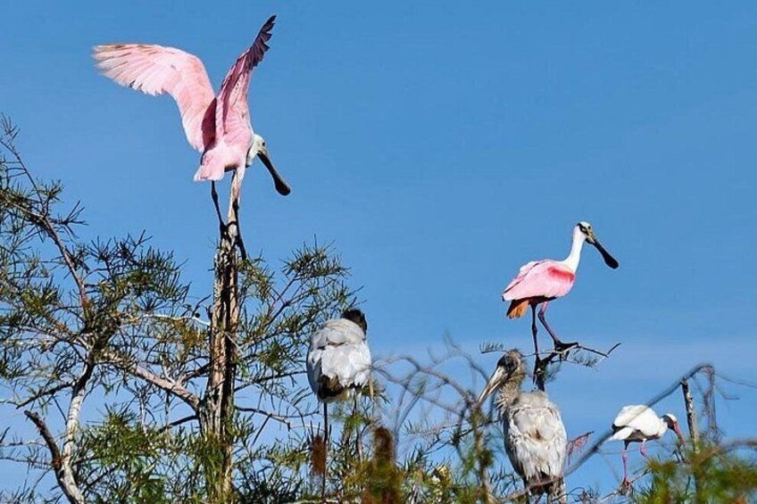 A pink flamingo standing on a tree branch with another flamingo in flight. 4