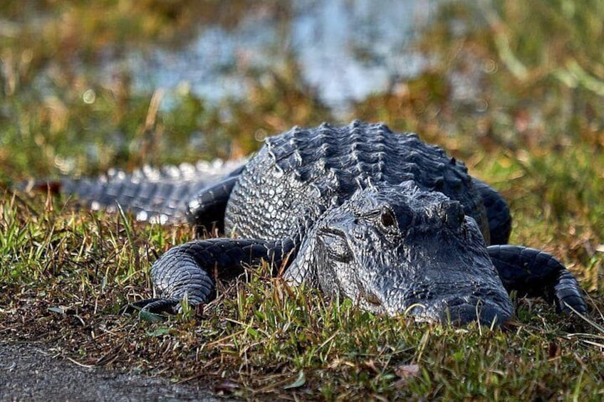 An alligator resting on grass near a water body. 3