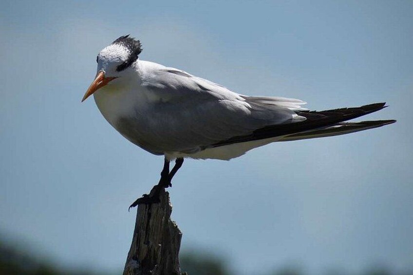 A bird perched on a wooden post. 2