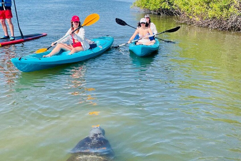 Peaceful manatee encounters are common during our small-group wildlife tours 2