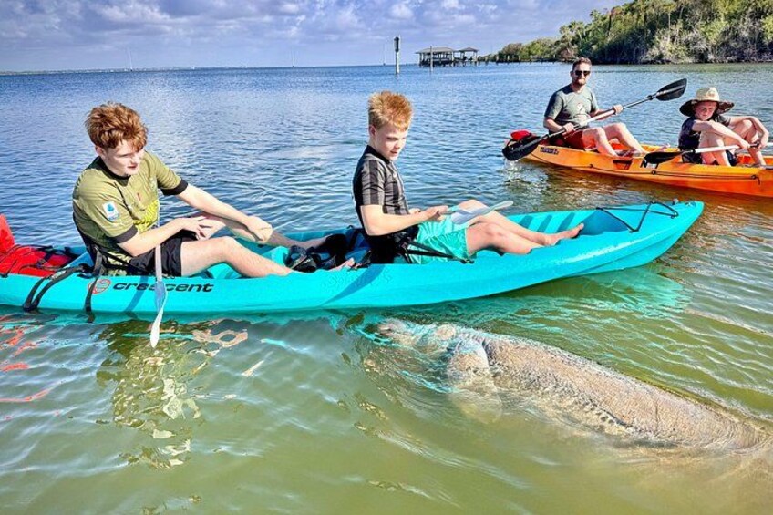 Daytona Beach Dolphin & Manatee Tour – Paddleboard or Kayak 4