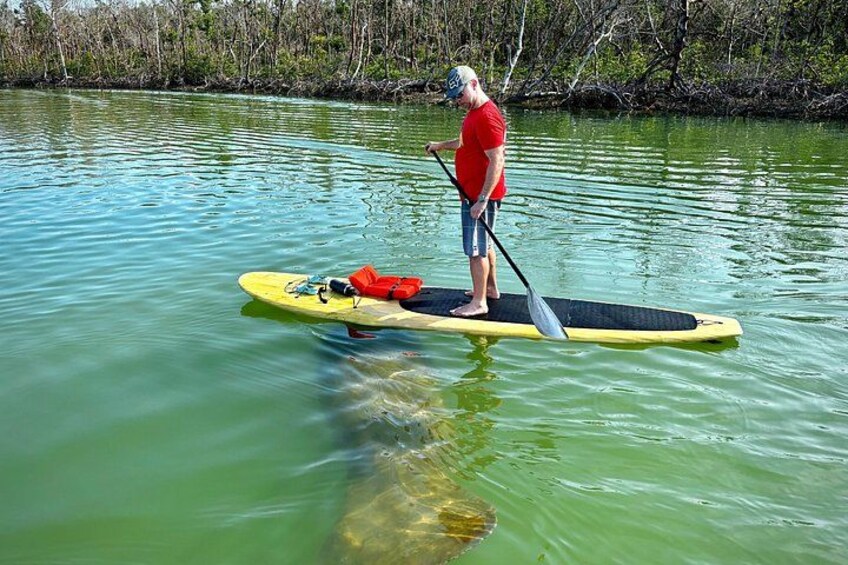 Daytona Beach Dolphin & Manatee Tour – Paddleboard or Kayak 3