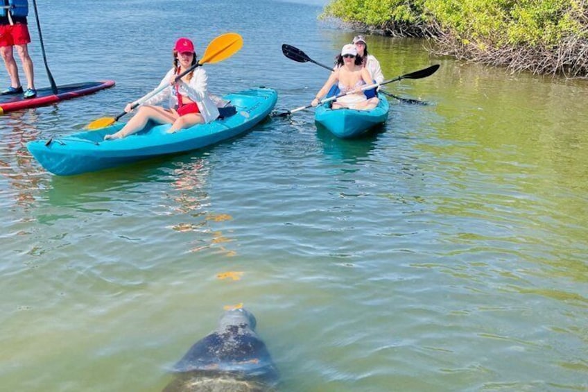 Two people kayaking on a calm river, with a dolphin swimming nearby. 5