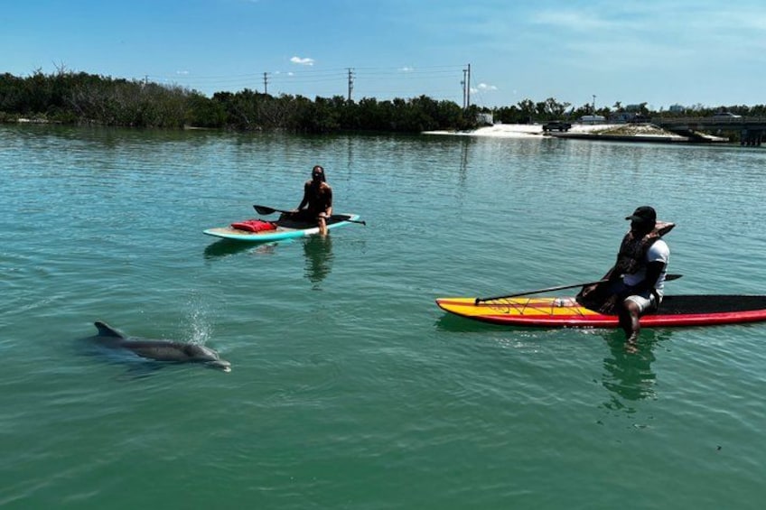 Daytona Beach Dolphin & Manatee Tour – Paddleboard or Kayak 2