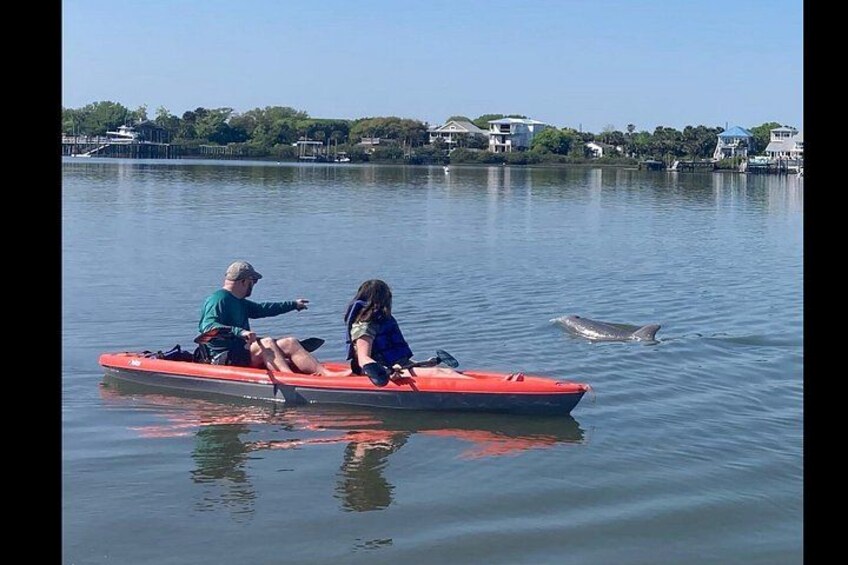 Daytona Beach Dolphin & Manatee Tour – Paddleboard or Kayak 5
