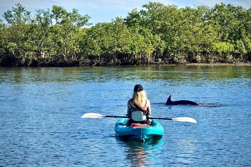 Daytona Beach Dolphin & Manatee Tour – Paddleboard or Kayak 3