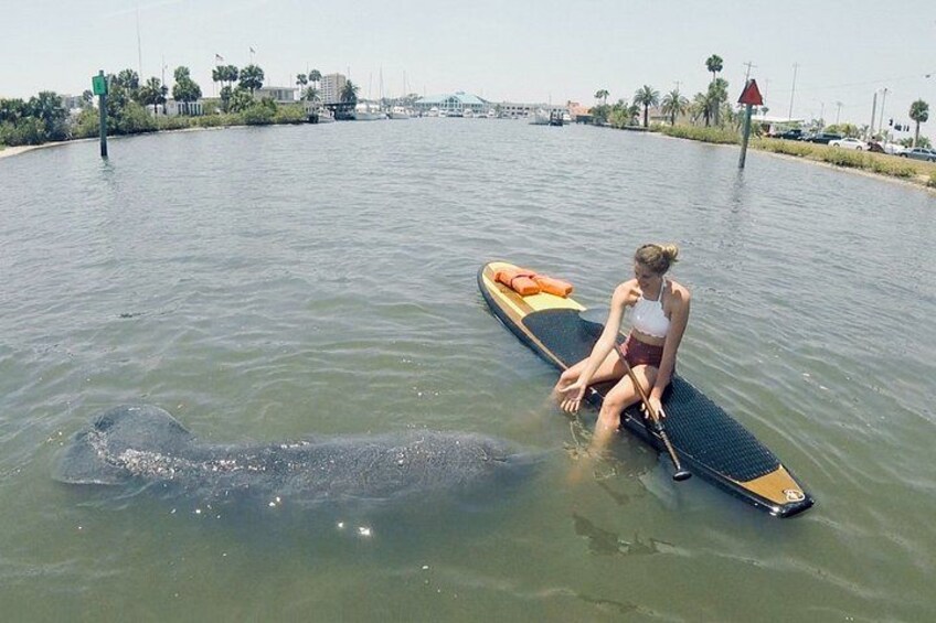 Daytona Beach Dolphin & Manatee Tour – Paddleboard or Kayak 3