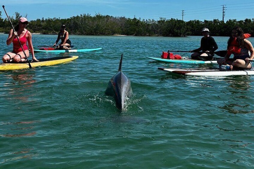 Daytona Beach Dolphin & Manatee Tour – Paddleboard or Kayak 2