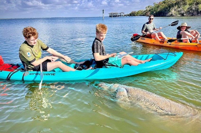Daytona Beach Dolphin & Manatee Tour – Paddleboard or Kayak 3