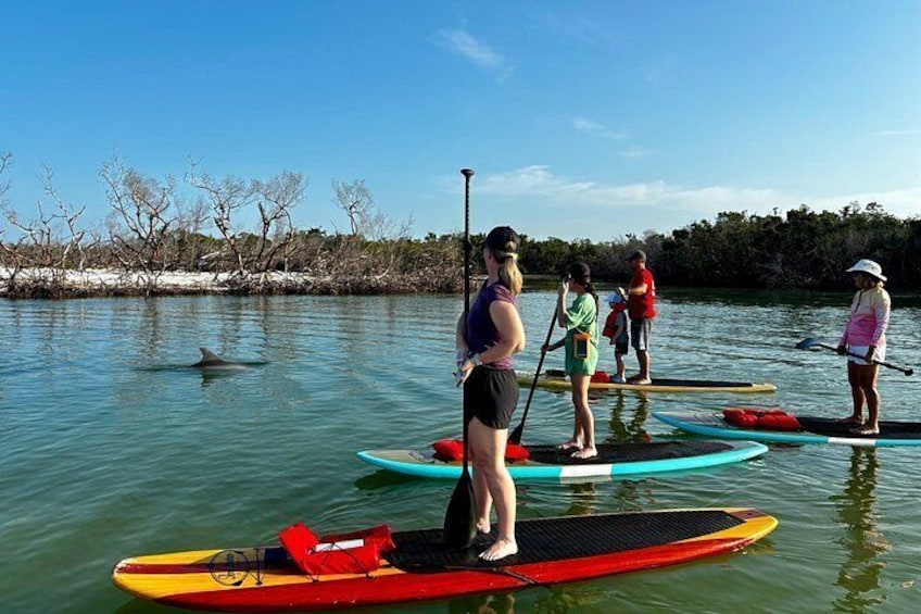 Daytona Beach Dolphin & Manatee Tour – Paddleboard or Kayak 4