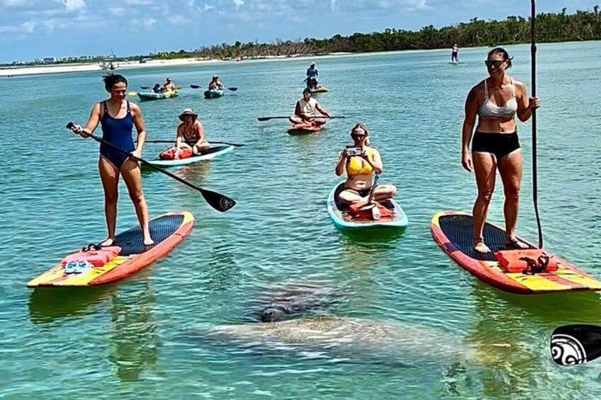 Daytona Beach Dolphin & Manatee Tour – Paddleboard or Kayak 1
