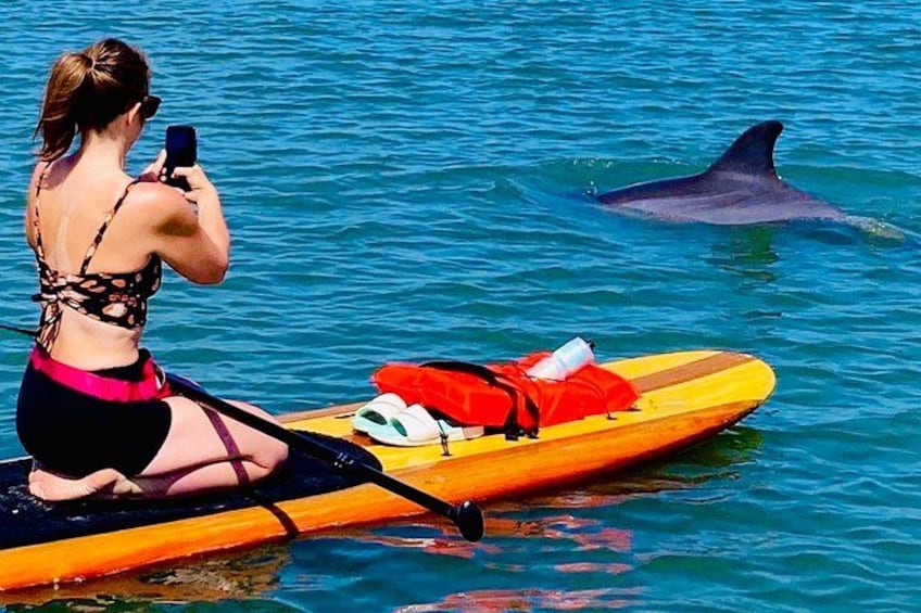 Up-close dolphin encounters during our guided paddleboard eco-tours in Daytona Beach. 2