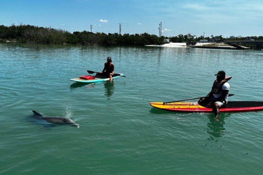 Daytona Beach Dolphin & Manatee Tour – Paddleboard or Kayak 3