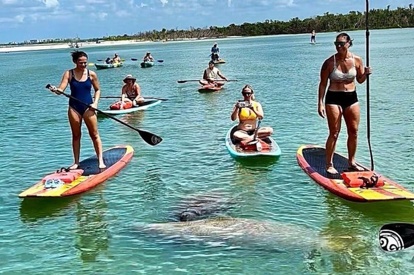Daytona Beach Dolphin & Manatee Tour – Paddleboard or Kayak 1