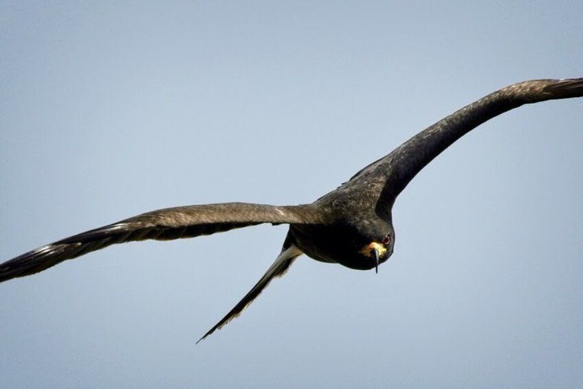 Un oiseau de proie en plein vol, sur fond de ciel dégagé. 5