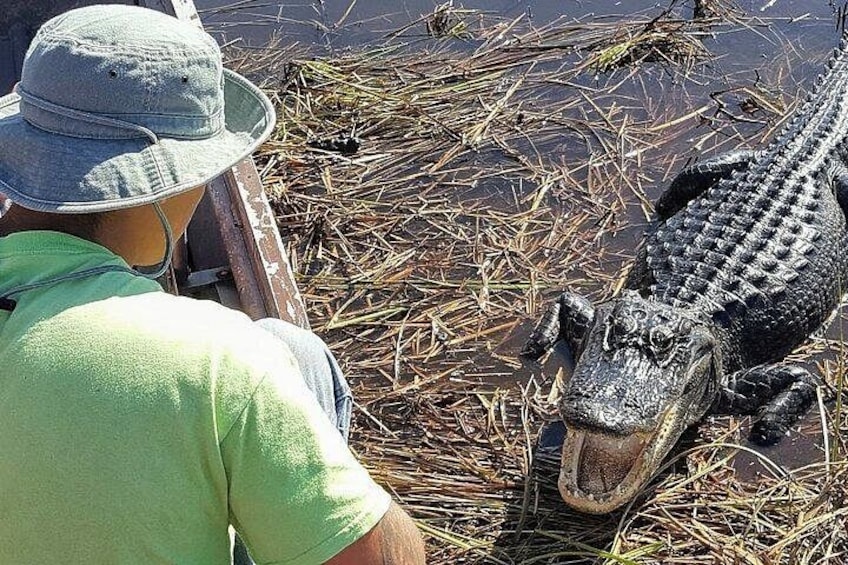 See gators up close in the WILD! 1