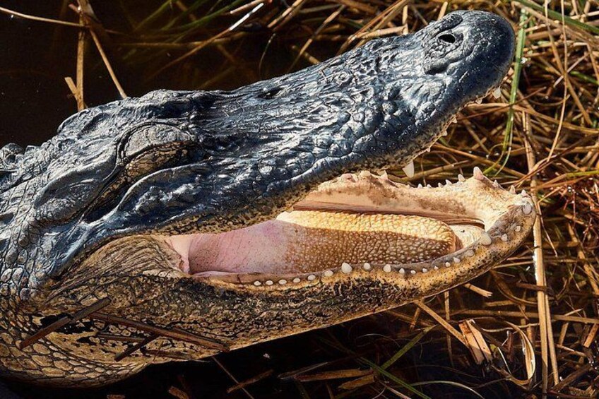 Wild alligators, up close! 2