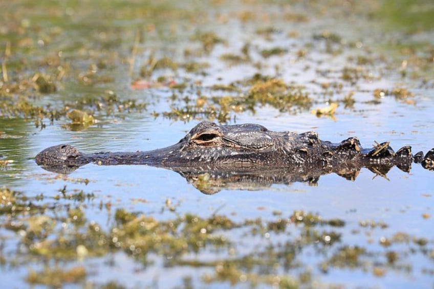 Guardian of the 'Glades 3