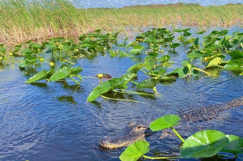 Everglades Airboat Safari Adventure with Transportation 2