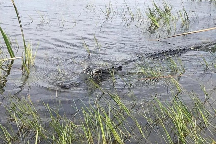 En alligator som delvis ligger i vattnet, omgiven av gräs. 5