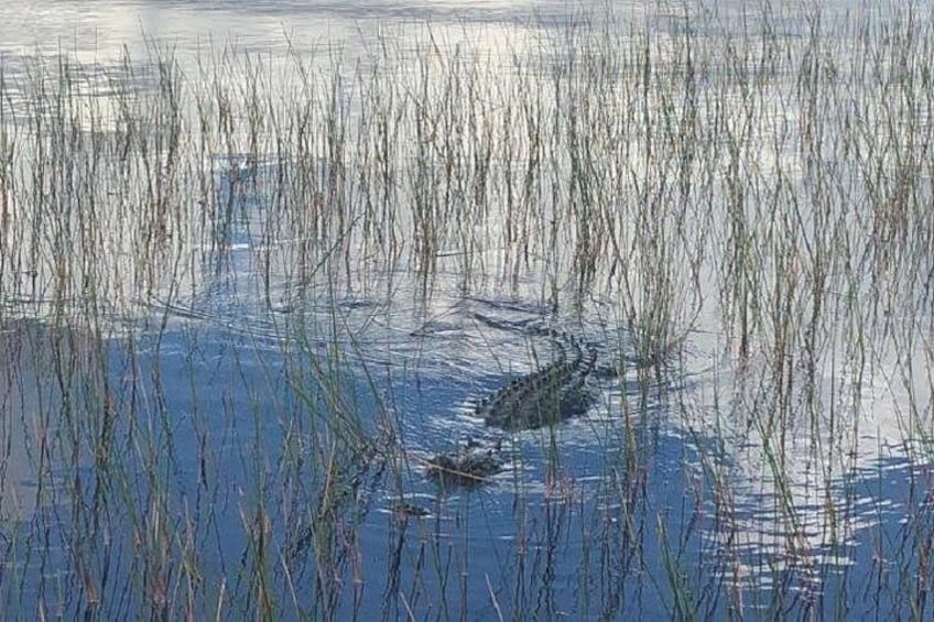En krokodil som simmar i ett vattenområde omgivet av högt gräs. 2