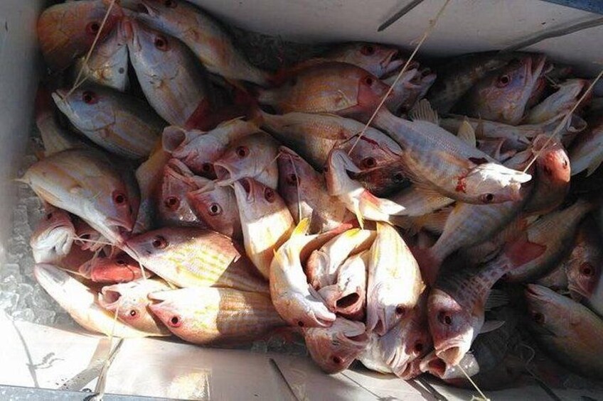 Catch of Lane Snappers 2